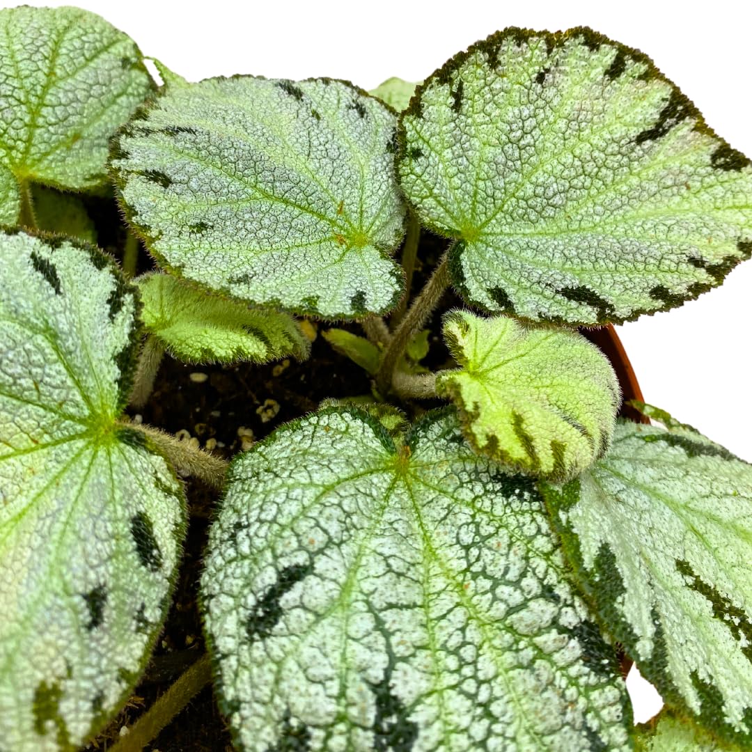 Harmony Foliage Silver Jewel Begonia Rex 6 inch White Green Fuzzy