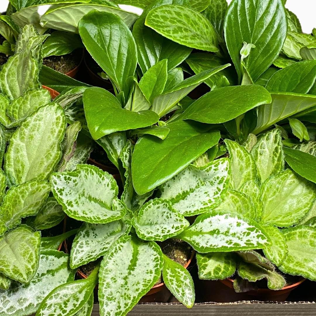 Harmony Foliage Primulina Chirita in 6 inch pots 6-Pack Bulk Wholesale Gesneriads Flowering