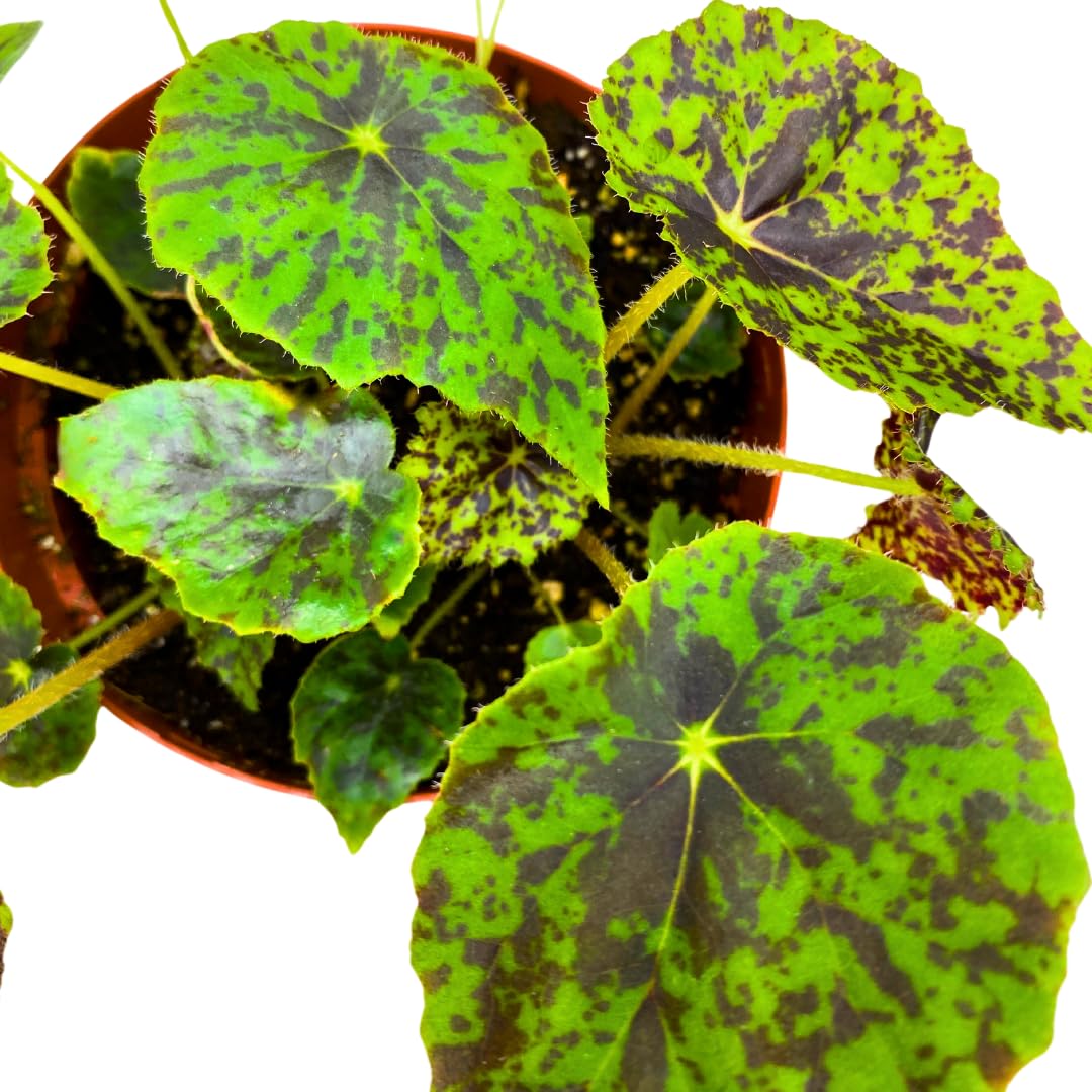 Harmony Foliage Shy Dancer Begonia Rhizomatous 6 inch Green Spotted Rhizo