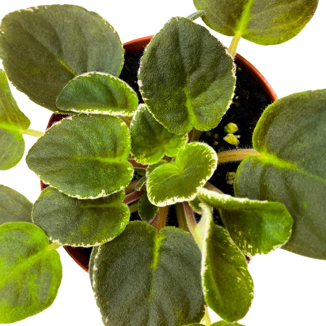 Harmony Foliage African Violet Harmony's Mean Green 4 inch Green White Ruffle