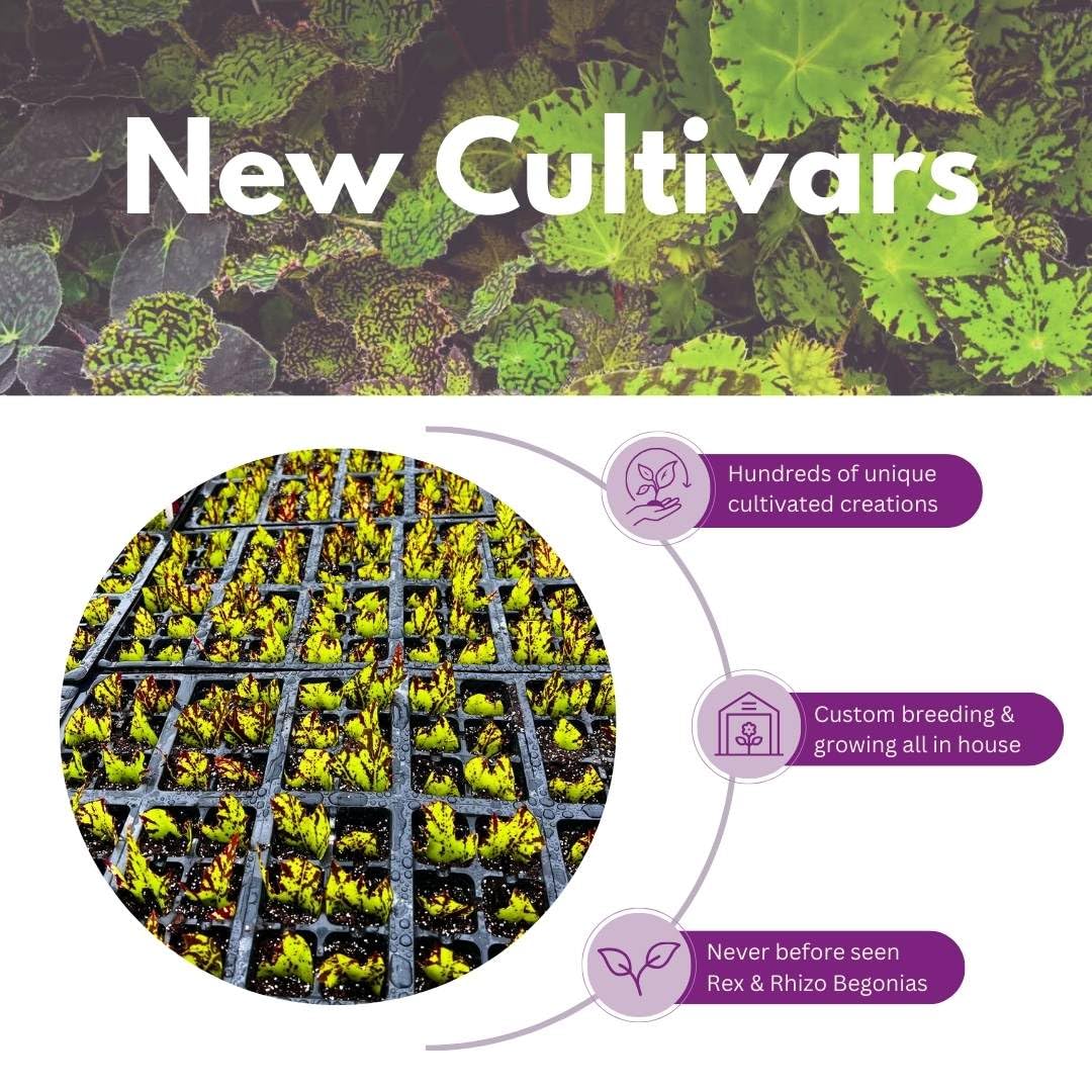 BubbleBlooms Green Ripple Peperomia Frost in a 2 inch Pot Emerald Ripple Pepper, caperata, albovittata