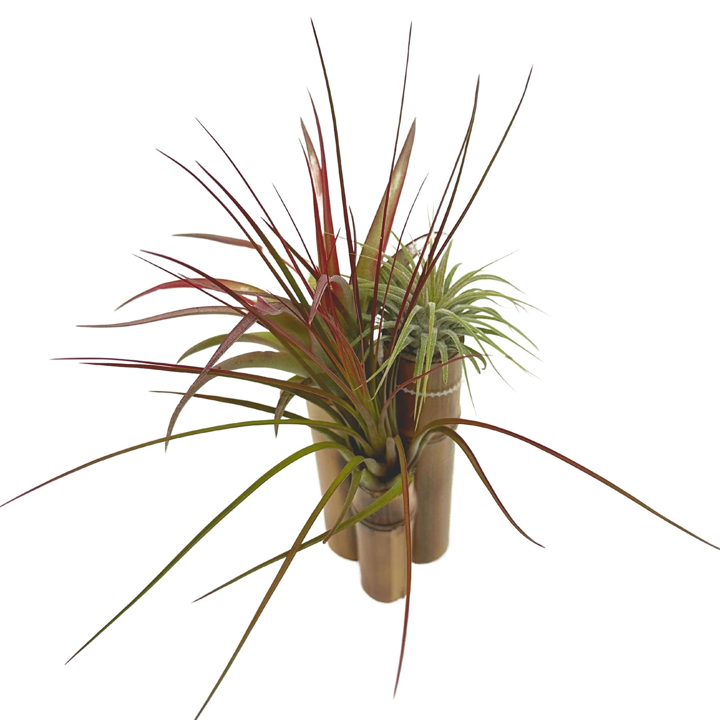 Bamboo Tillandsia Garden Mounted and Planted Moss, Air Plant Decoration