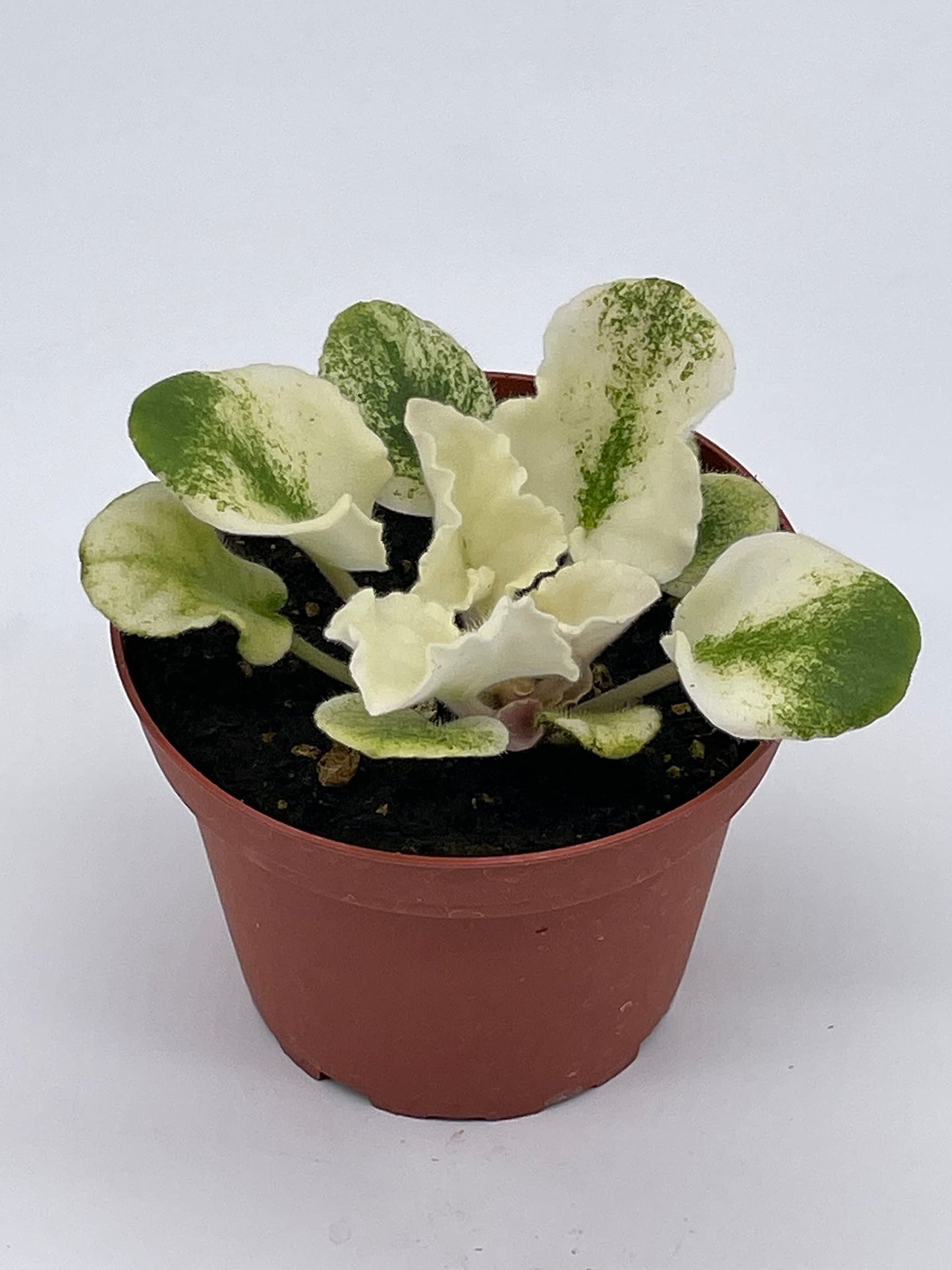 BubbleBlooms Harmony's Variegated African Violet, 4 inch Pot, White Leaves, Saintpaulia, Sunny Salmon Unique Homegrown Exclusive