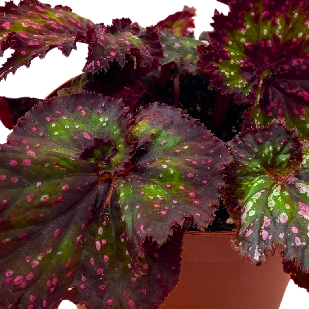 Harmony Foliage Harmony's Voodoo Queen 6 inch Purple Green Spiral Pink Spots