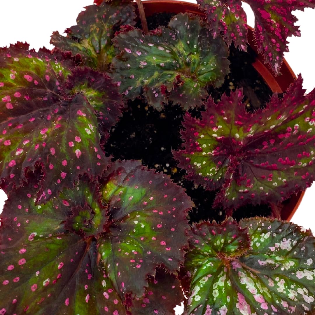 Harmony Foliage Harmony's Voodoo Queen 6 inch Purple Green Spiral Pink Spots