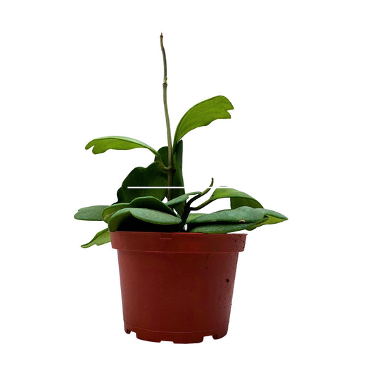 Hoya Kerri Heart On The Vine, 6 inch Pot, All Green Non-Variegated Heart Shaped Leaves, Sweetheart Plant