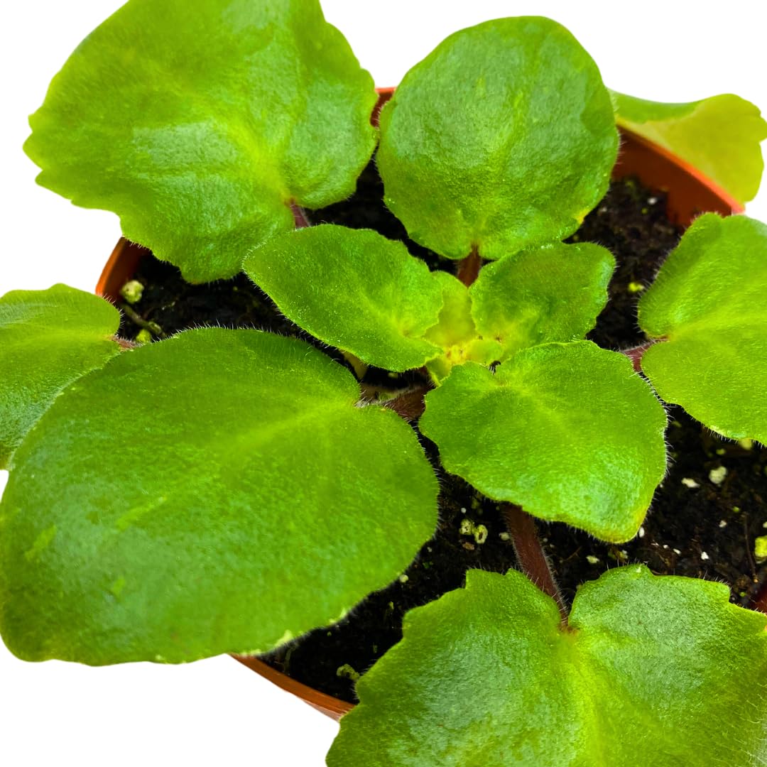 Harmony Foliage African Violet Harmony's Dancing Fool 4 inch White Flower