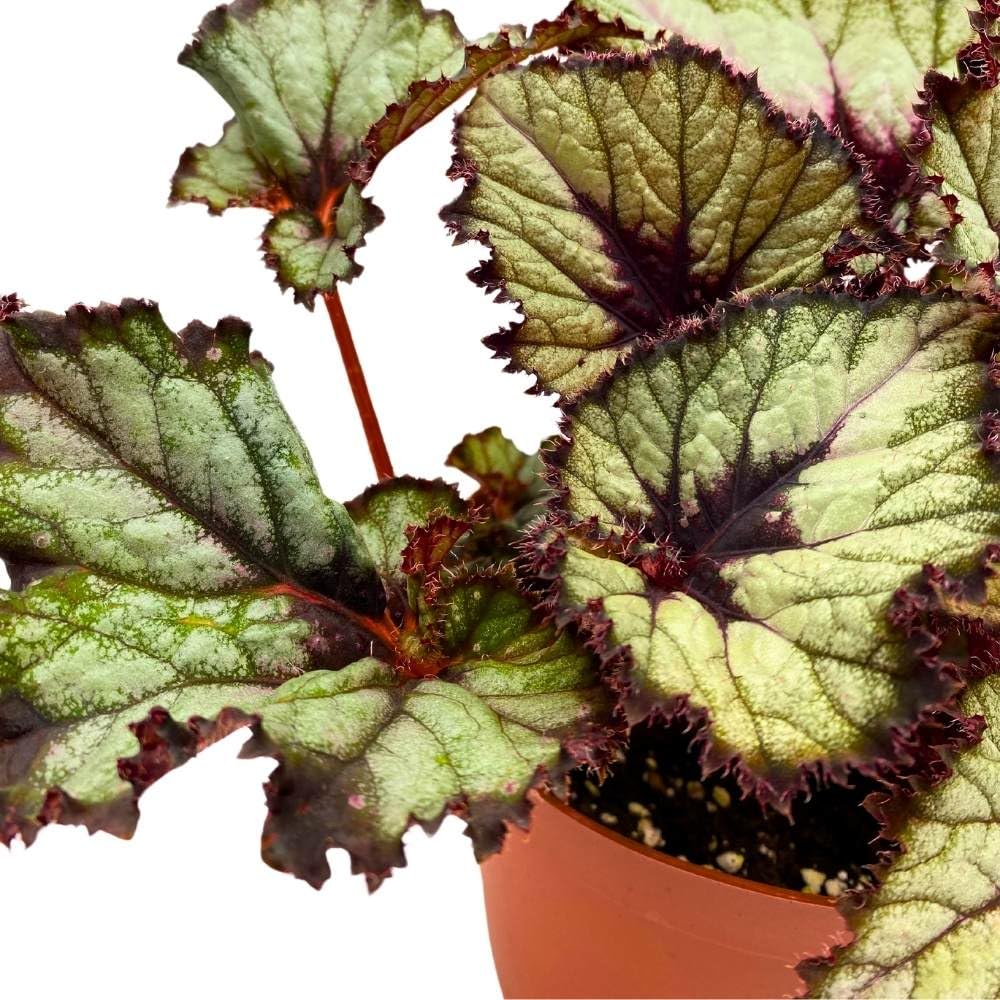 Harmony's Starlite Begonia Rex 6 inch Starlight