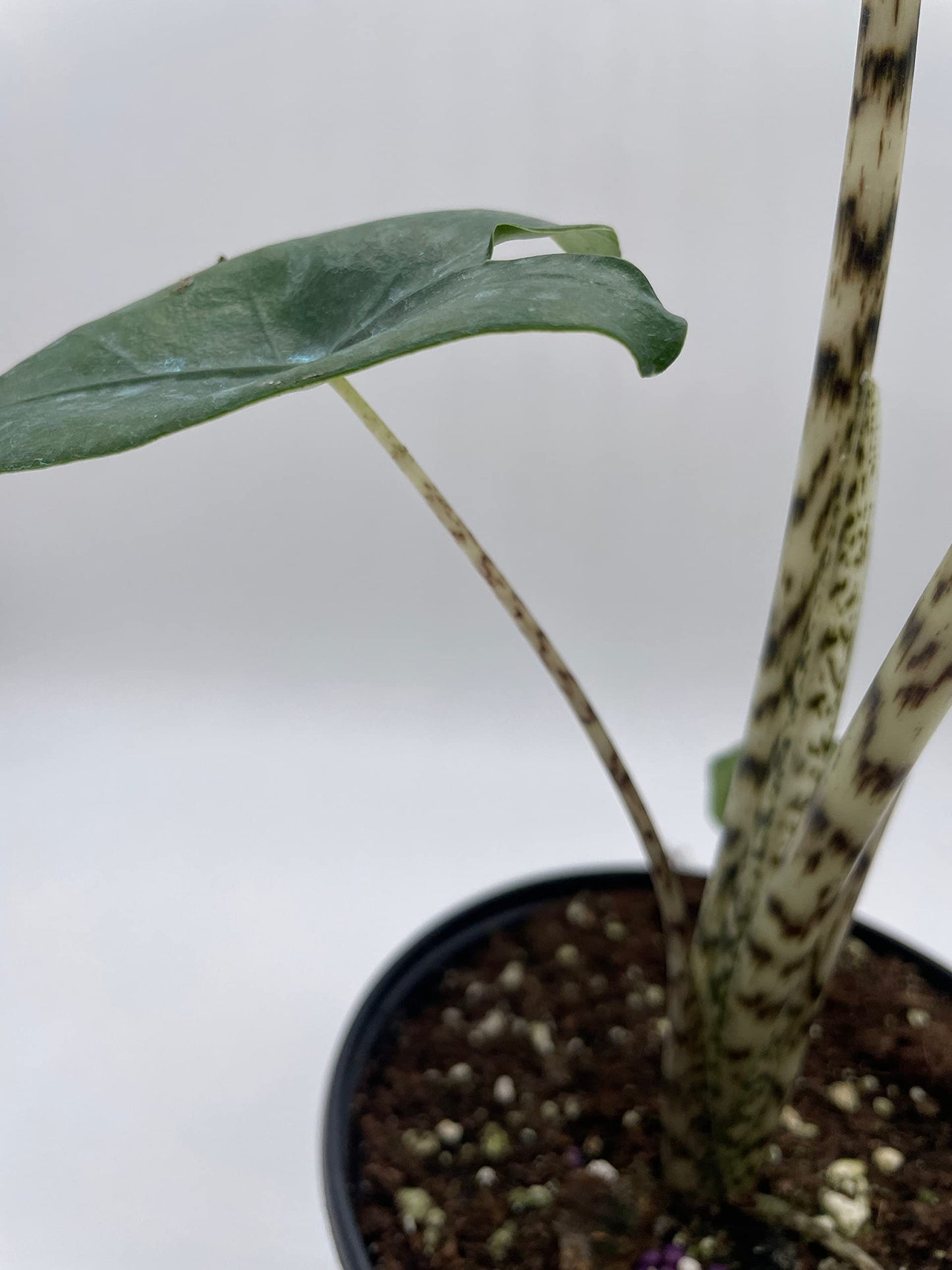 Alocasia Zebrina, 6 inch, Rare Zebra Alocasia Reticulata Leopard