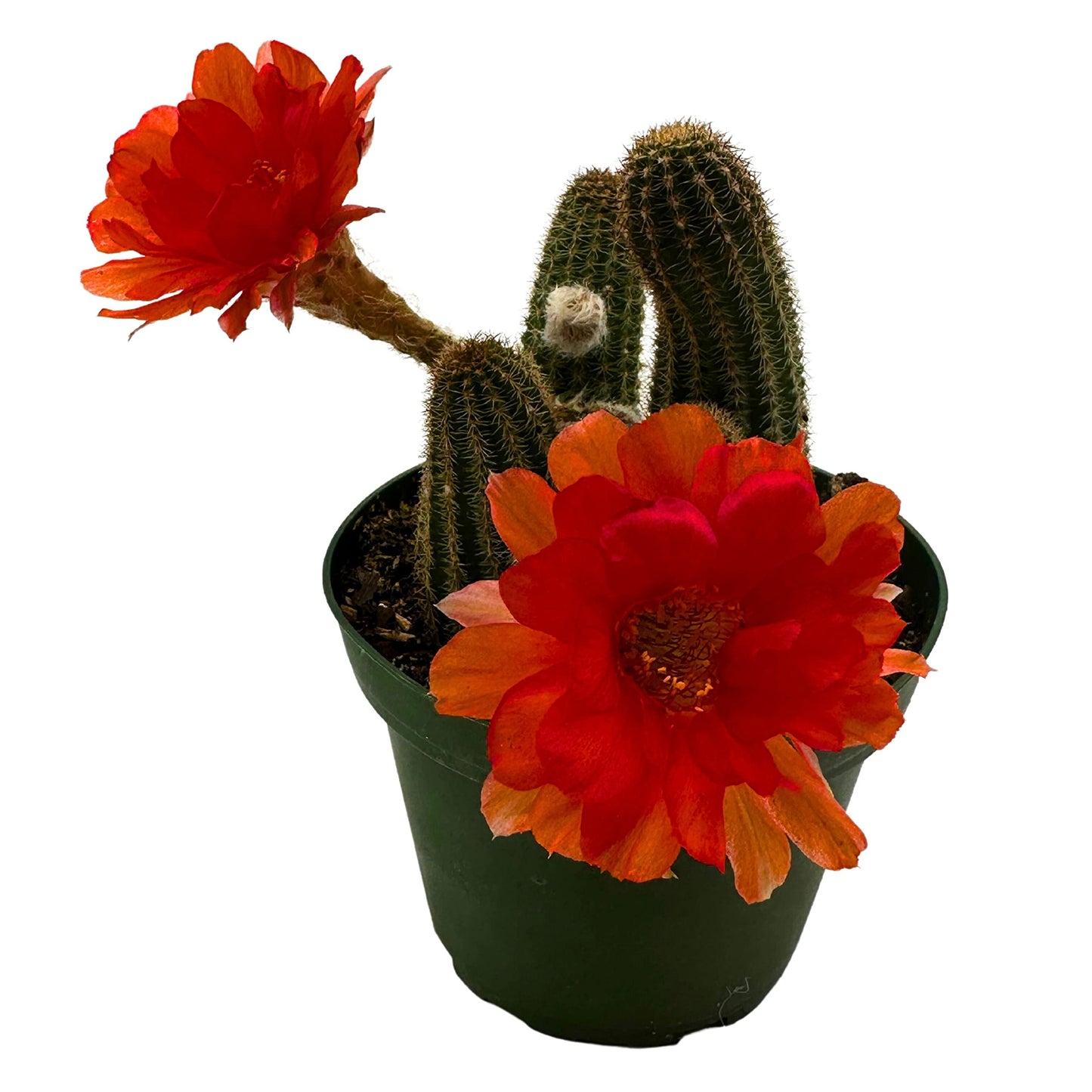 Peanut Cactus, Echinopsis chamaecereus, Beautiful Healthy Well Rooted Starter Plant in 4 inch Pot
