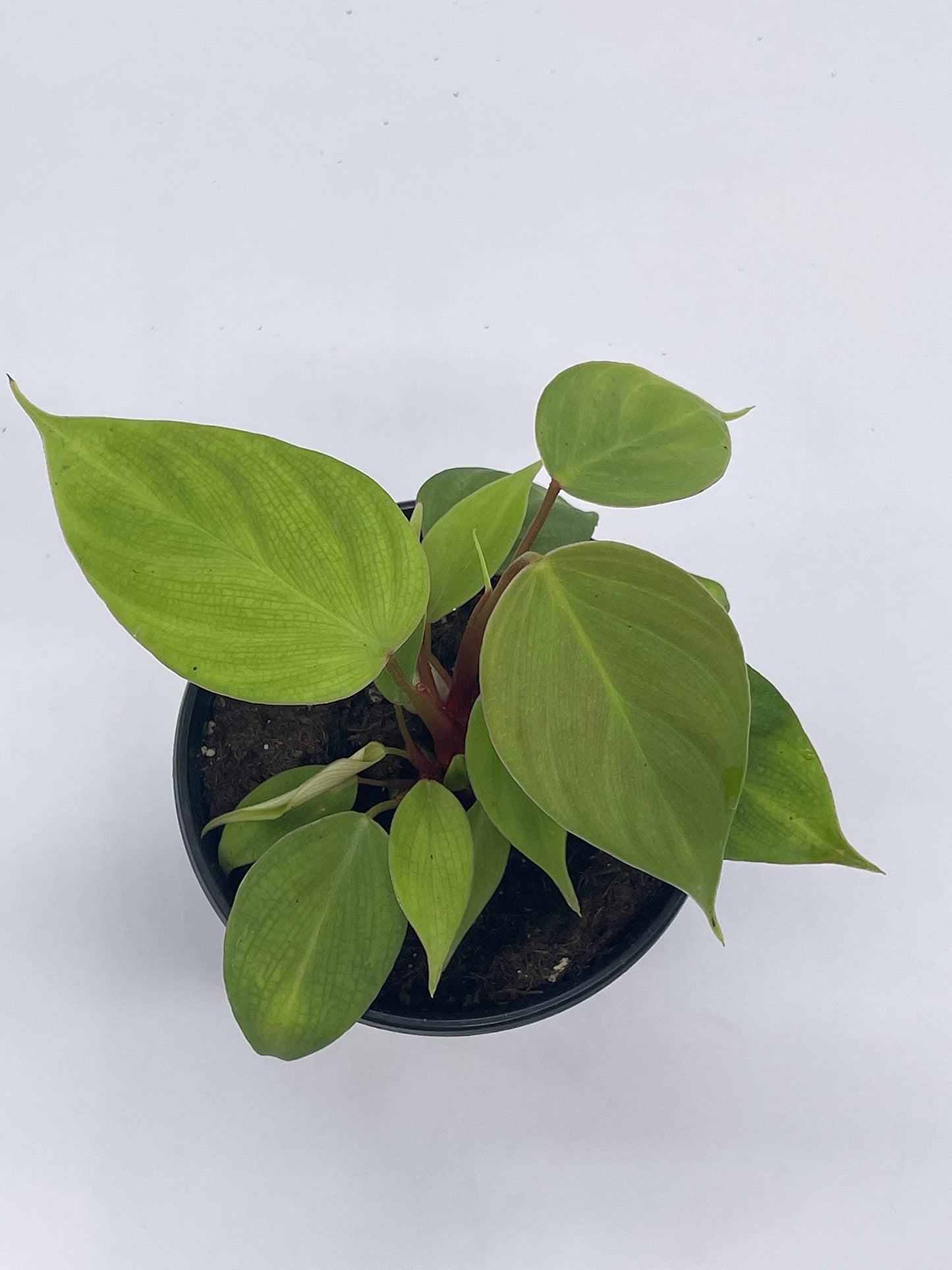 philodendron nangaritense fuzzy petiole BubbleBlooms Fuzzy Petiole Philodendron Nangaritense in a 4 inch Pot – Florida House Plants