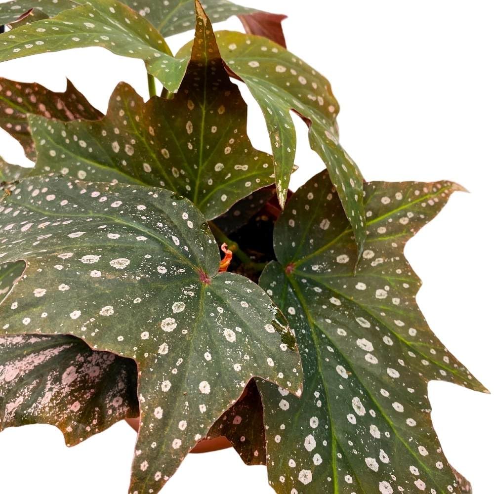 Harmony's Dimitrios Angel Wing, 6 inch Cane Begonia Pink Polkadot Gnarly Leaves