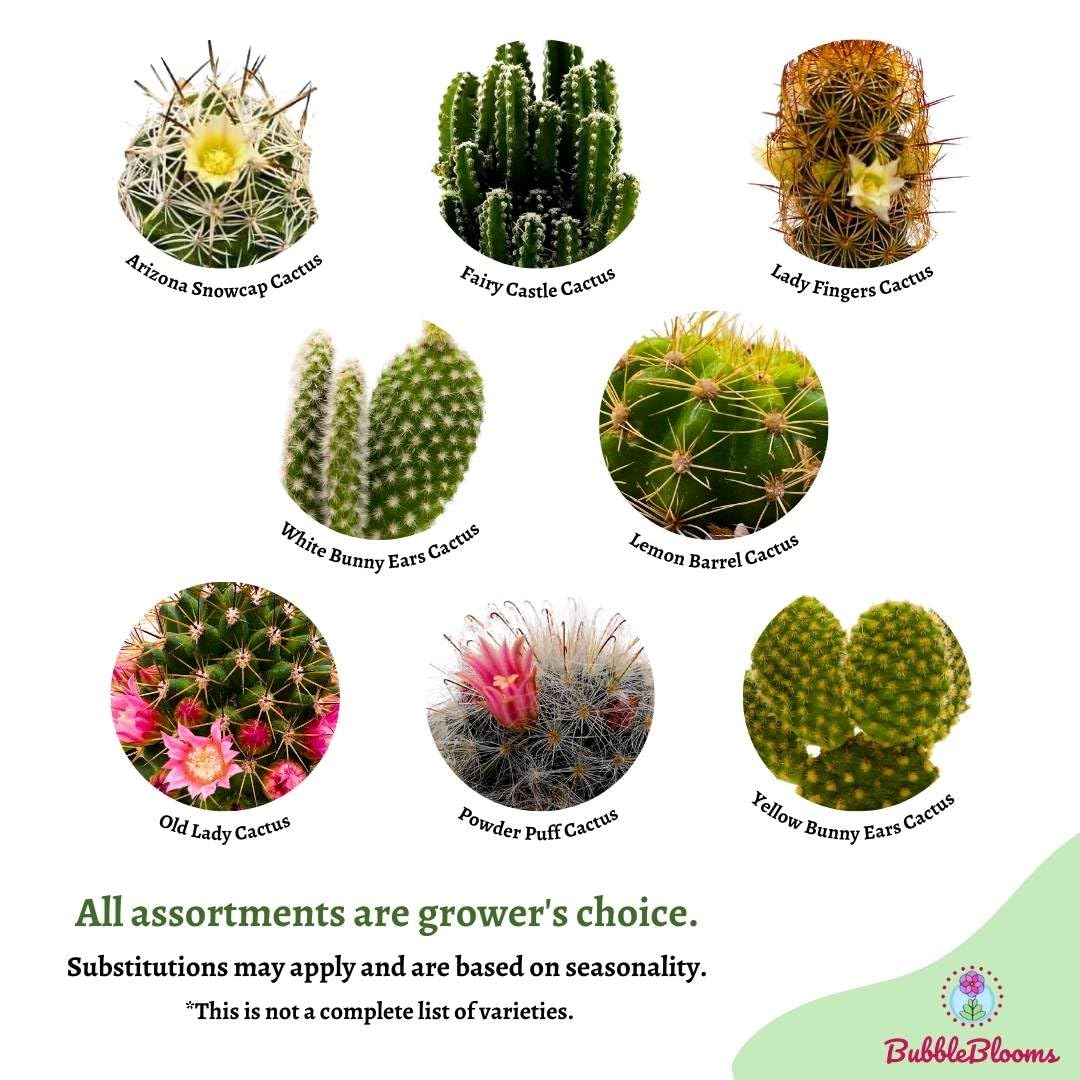 types of cactus list BubbleBlooms Mini Cacti Assortment, 6 Different Cacti in 2 inch pots, Tiny Cactus Set, Grower's Choice