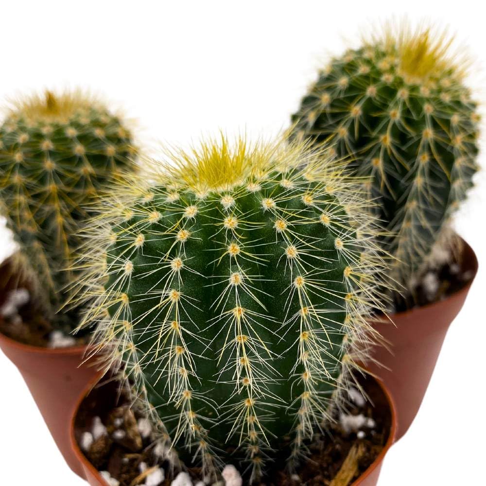 Golden Barrel Cactus, 2 inch Set of 3, Kroenleinia grusonii Gold Ball Tiny Mini Pixie Plants