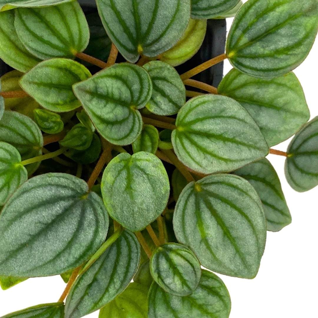 Harmony Foliage Peperomia Frost in a 3 inch Pot