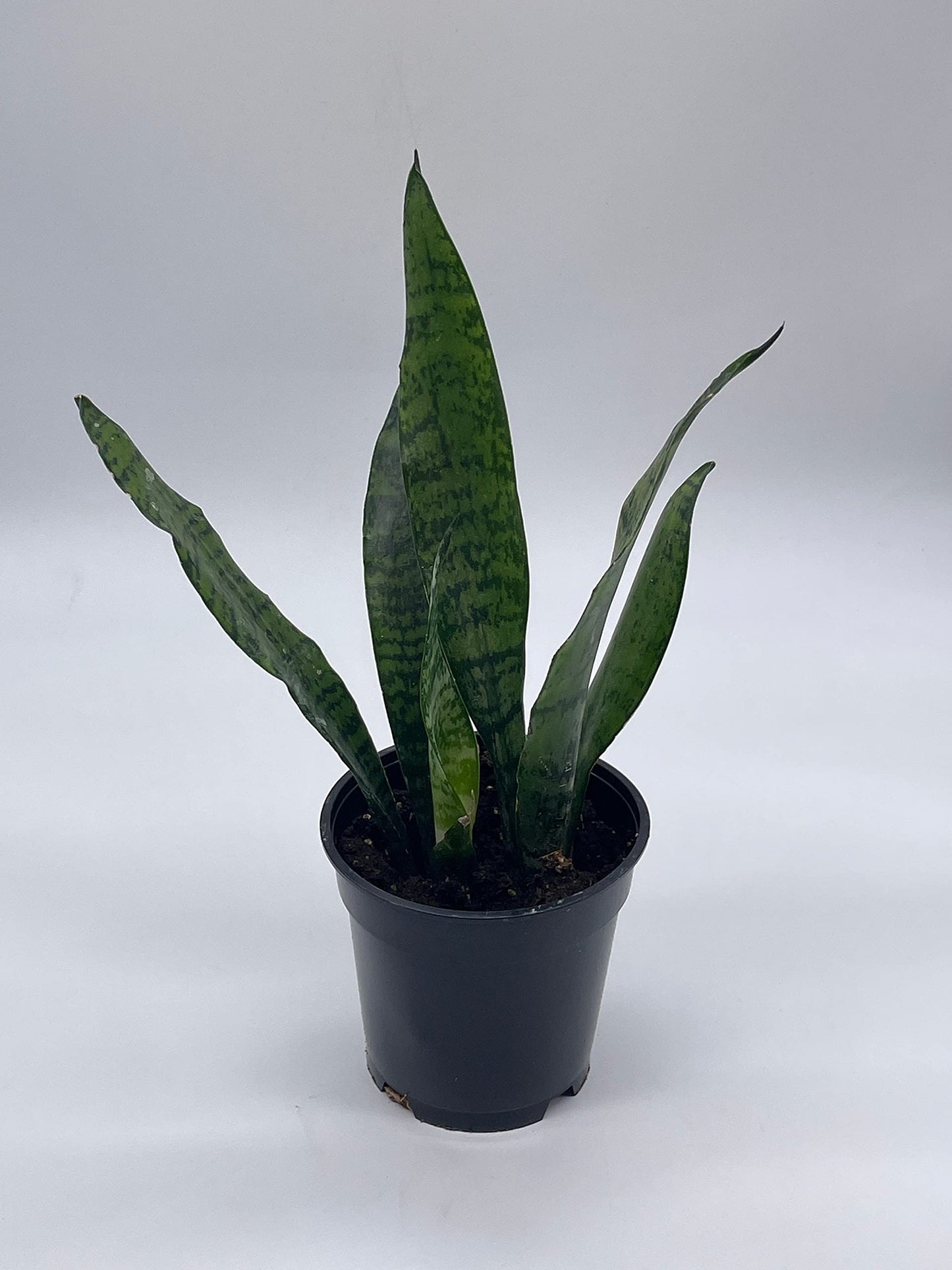 4 inch snake plant BubbleBlooms Green Snake Plant in a 4 inch Pot All-Green Dracaena trif – Florida House Plants