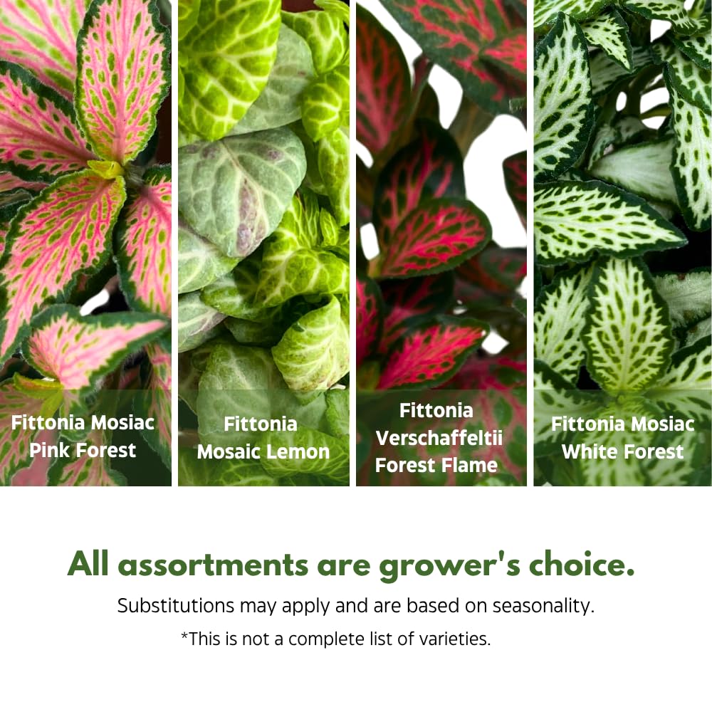 BubbleBlooms Fittonia Assortment 2 inch Set of 4