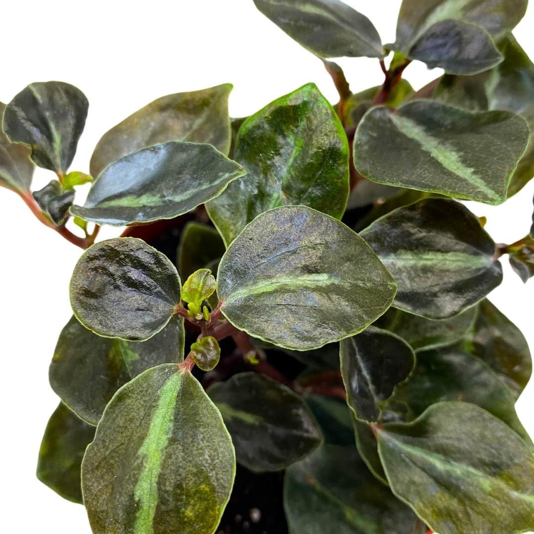 Harmony Foliage Peperomia Metallica VAR Colombiana 4 inch