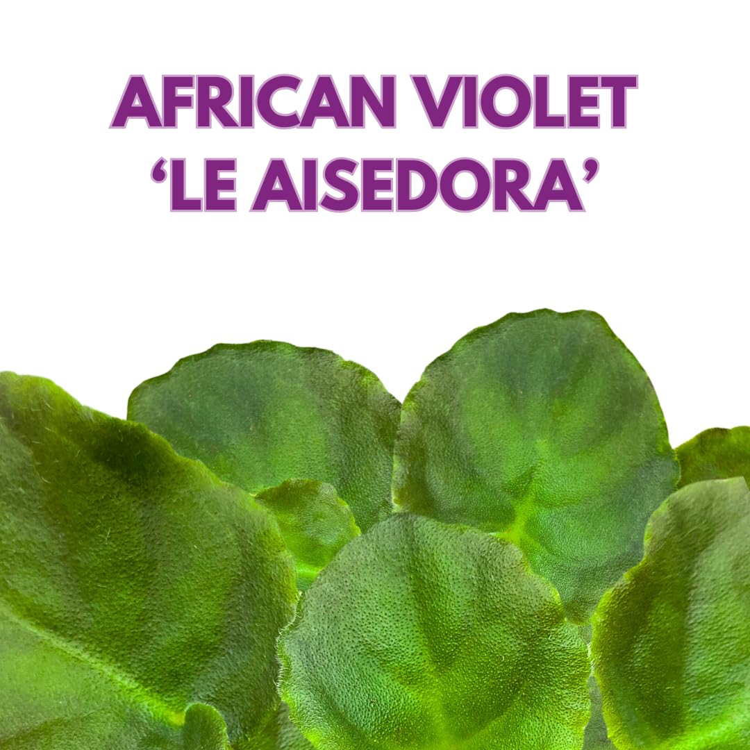 Harmony Foliage African Violet LE Aisedora 4 inch White Purple Ruffle