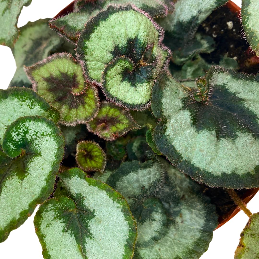 Harmony Foliage Begonia Escargot Rex 6 inch Fuzzy Spiral Pink Fuzz