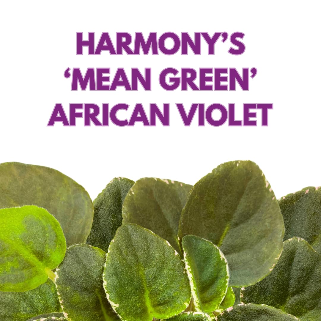 Harmony Foliage African Violet Harmony's Mean Green 4 inch Green White Ruffle