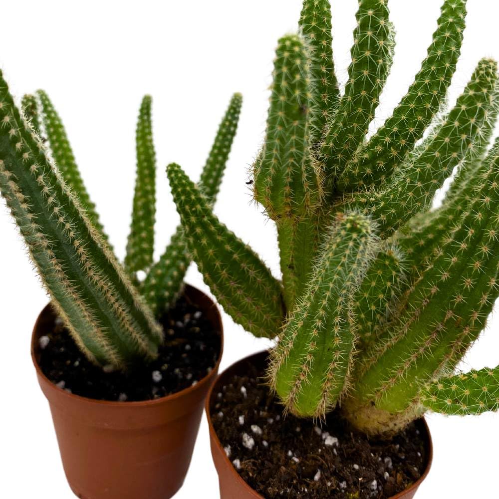 Peanut Cactus, 2 inch Set of 3, Chamaecereus silvestrii Tiny Mini Pixie Plants