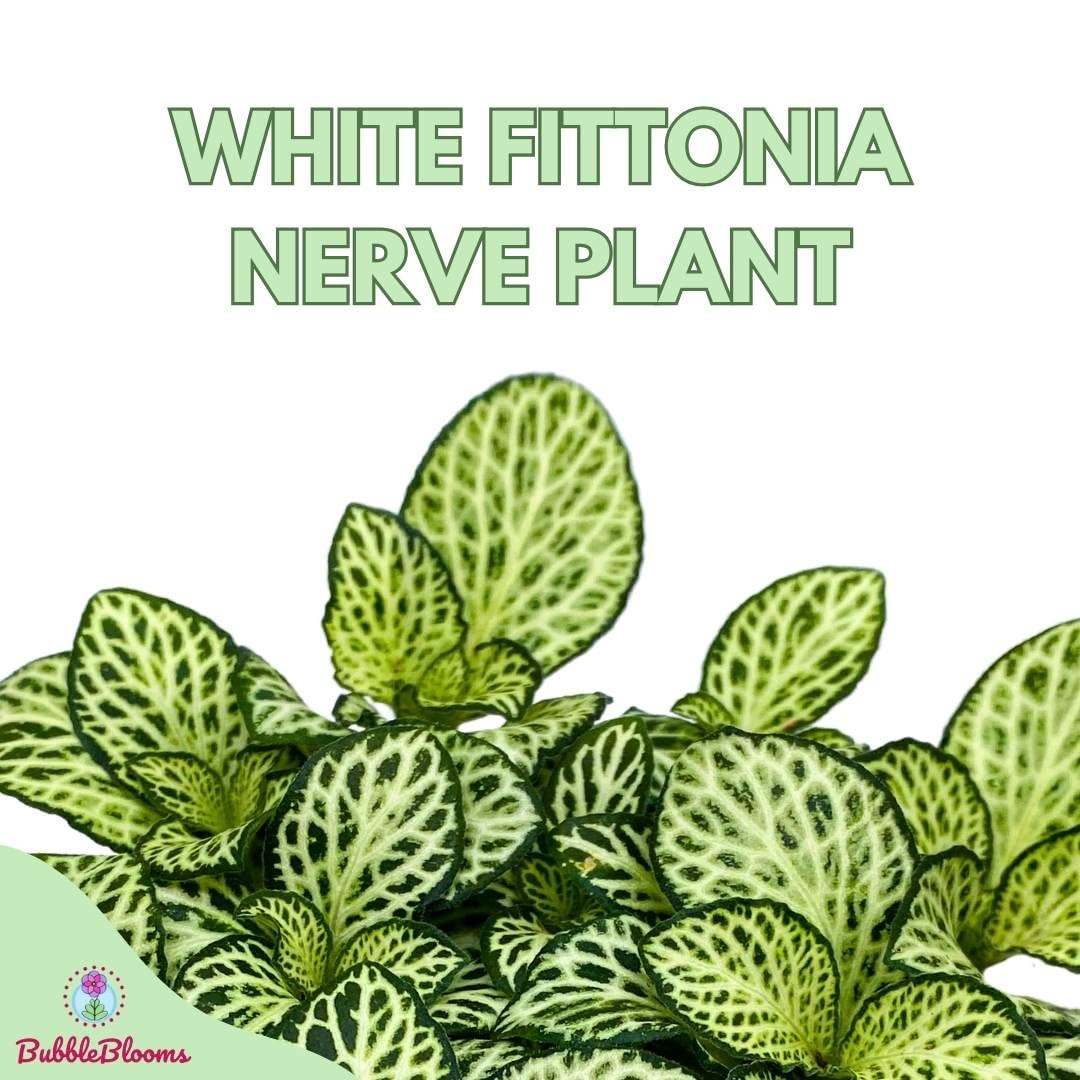 White Star Fittonia Albivenis Nerve Plant, 4 inch, Silver Net Leaf, Mosaic Jewel Creeping Indoor Plant Argyroneura