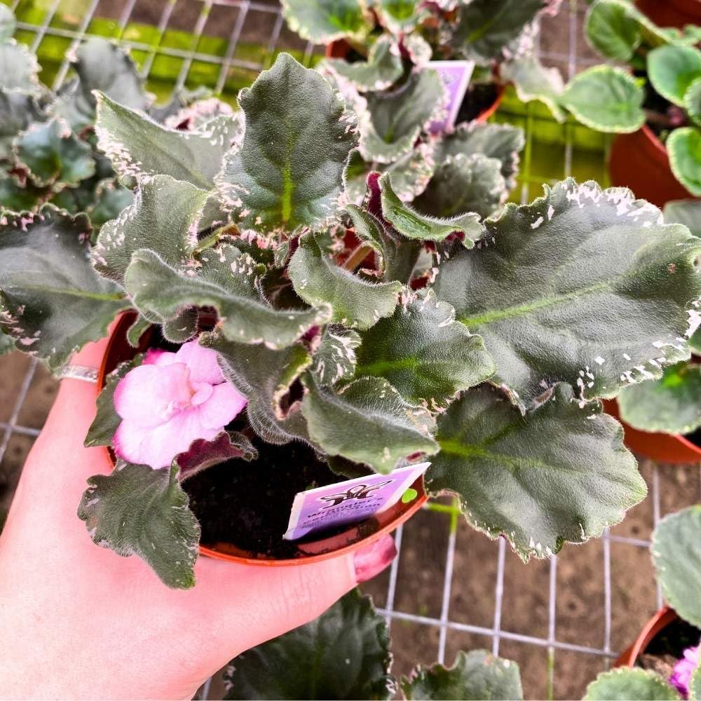 Wrangler's Dixie Celebration Variegated African Violet, 4 inch, Gesneriad Light Pink Flower Dark Pink Blushes