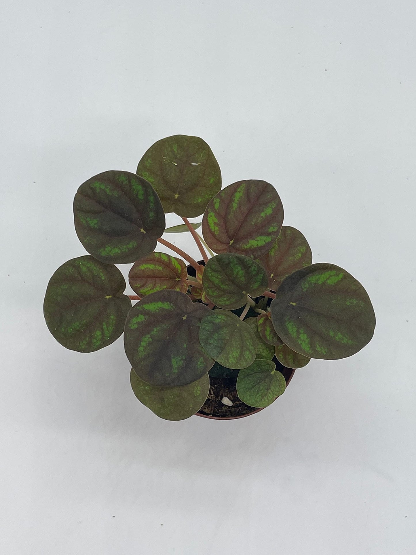 Peppermill Peperomia Frost, 2 inch, (Brownish) Emerald Ripple Pepper, caperata, albovittata