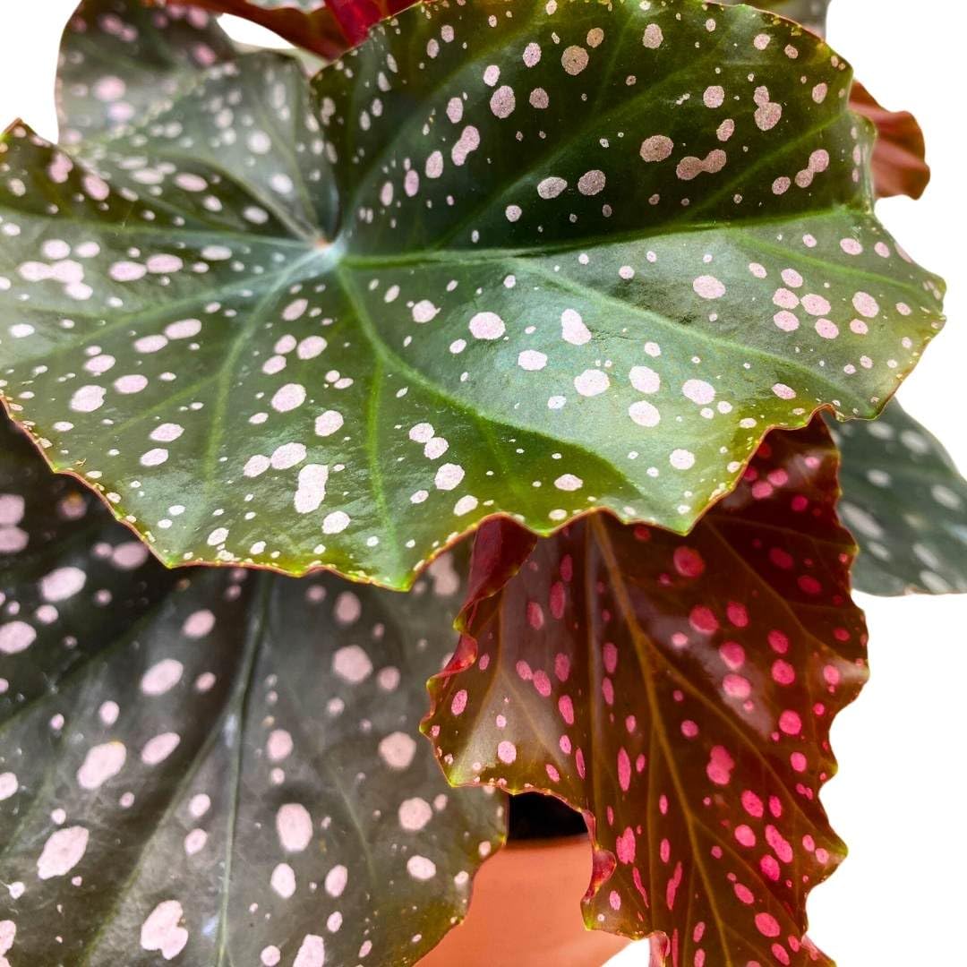 Harmony Foliage Begonia Cracklin' Rosie Angel Wing Cane 4 inch