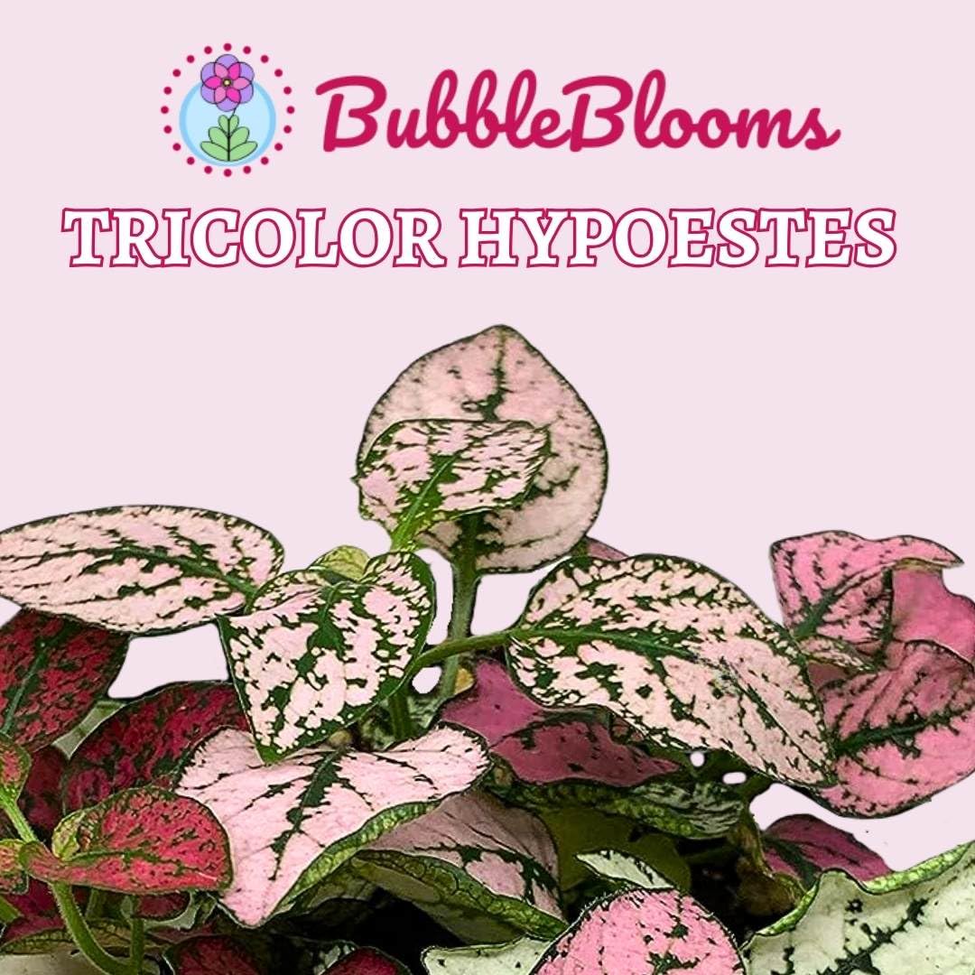 Tricolor Hypoestes phyllostachya 2 inch Set of 3 Flamingo Polka Dot Plant Red White and Pink Tiny Mini Pixie Plants