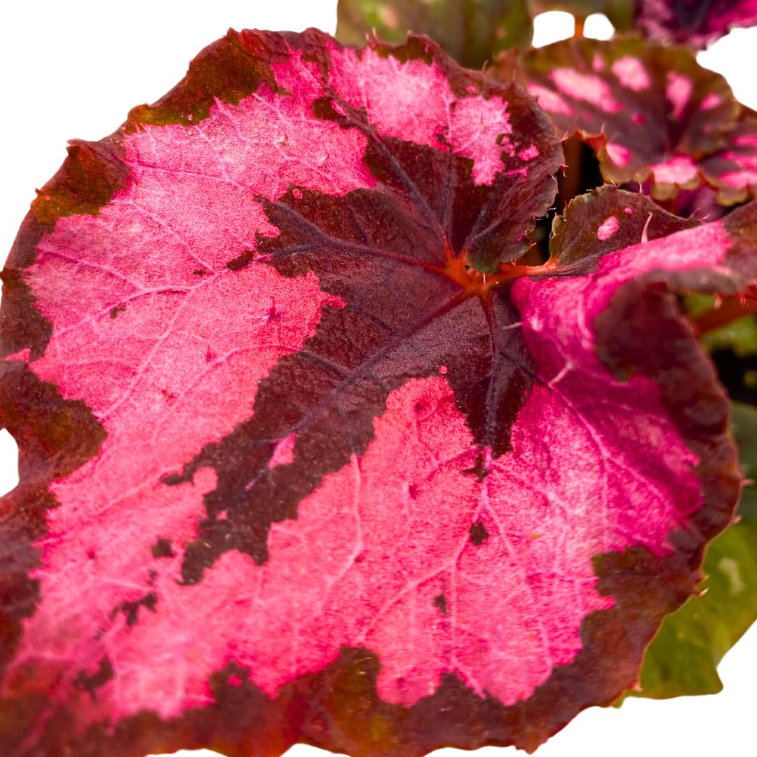 Harmony Foliage Harmony's Cherry Blossom Begonia Rex 4 inch Red Black Curly