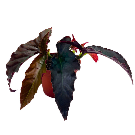 Harmony Foliage Harmony's Dark Fang Angel Wing Cane Begonia 4 inch