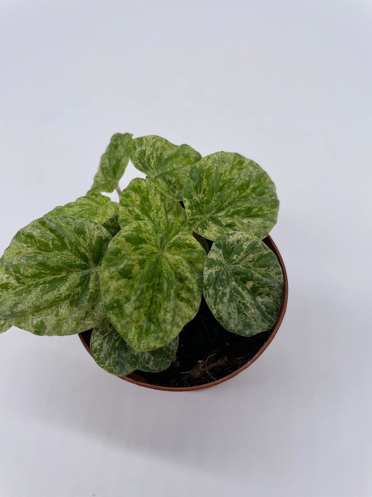 Variegated Emerald Ripple Peperomia, Freckles, Caperata, 2 inch Pot, Rare Pep, Tiny Mini Pixie Plant Rare Exclusive