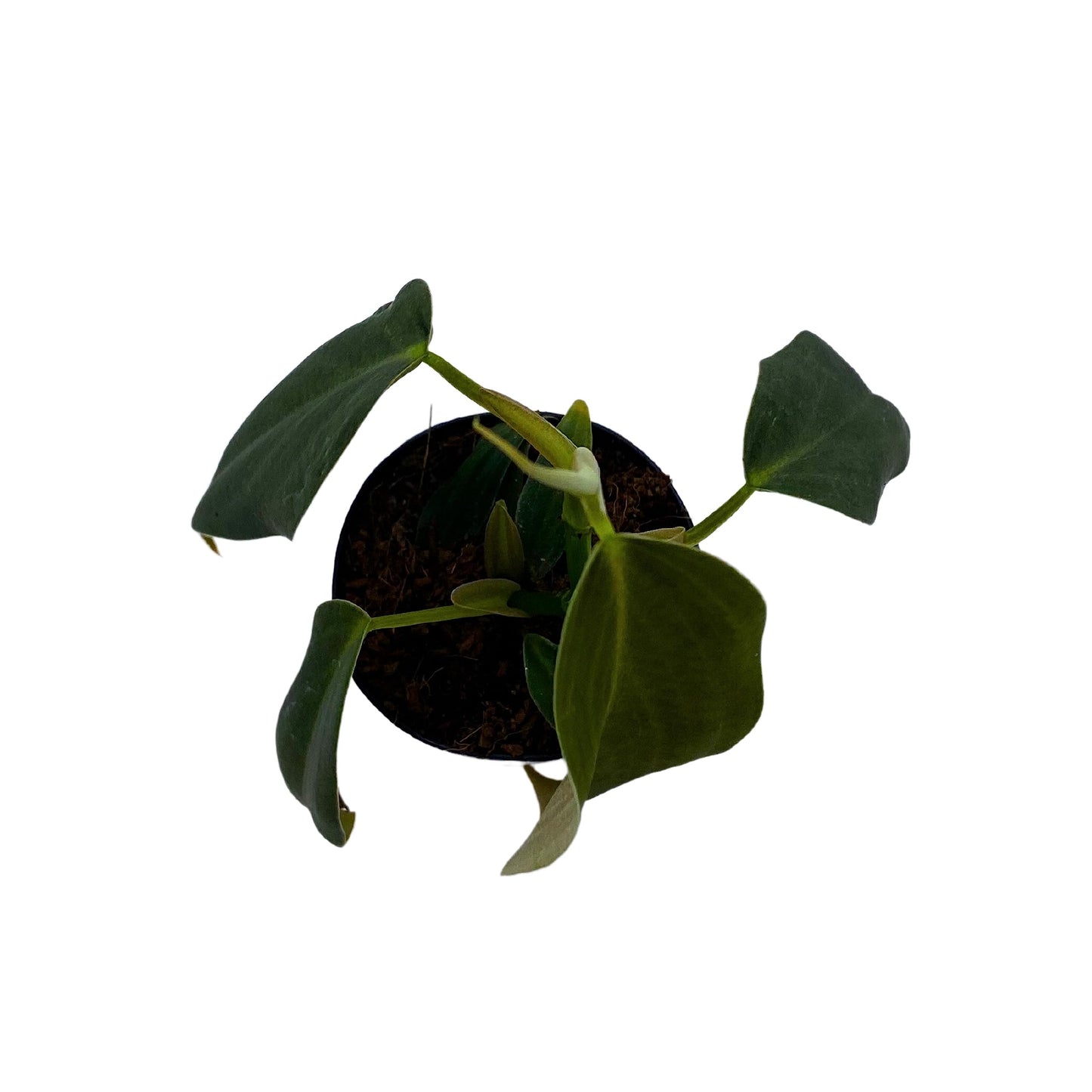 Philodendron Gigas, Giant Black and Gold Philo in 2 inch Pot