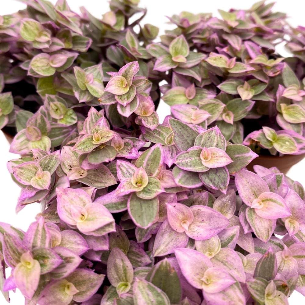 Tradescantia Pink Panther 2 inch Set of 3 Callisia repens Rosato Pink Turtle Pink Lady Tiny Mini Pixie Plants