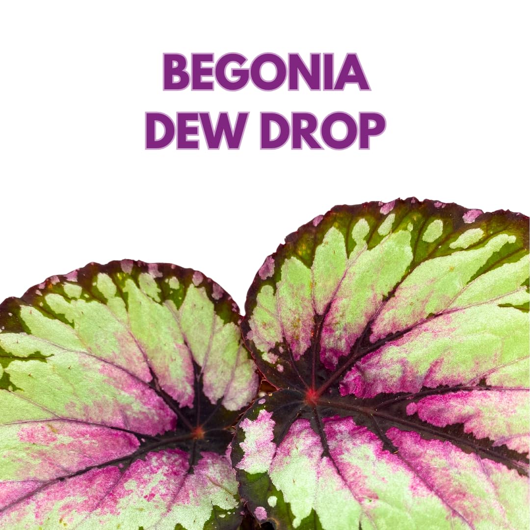 Harmony Foliage Dew Drop Begonia Rex 4 inch White Pink Green