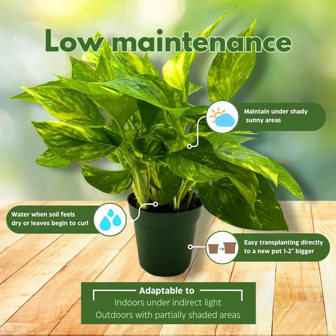 4 inch golden pothos BubbleBlooms Golden Pothos 4 inch Epipremnum aureum – Florida House Plants