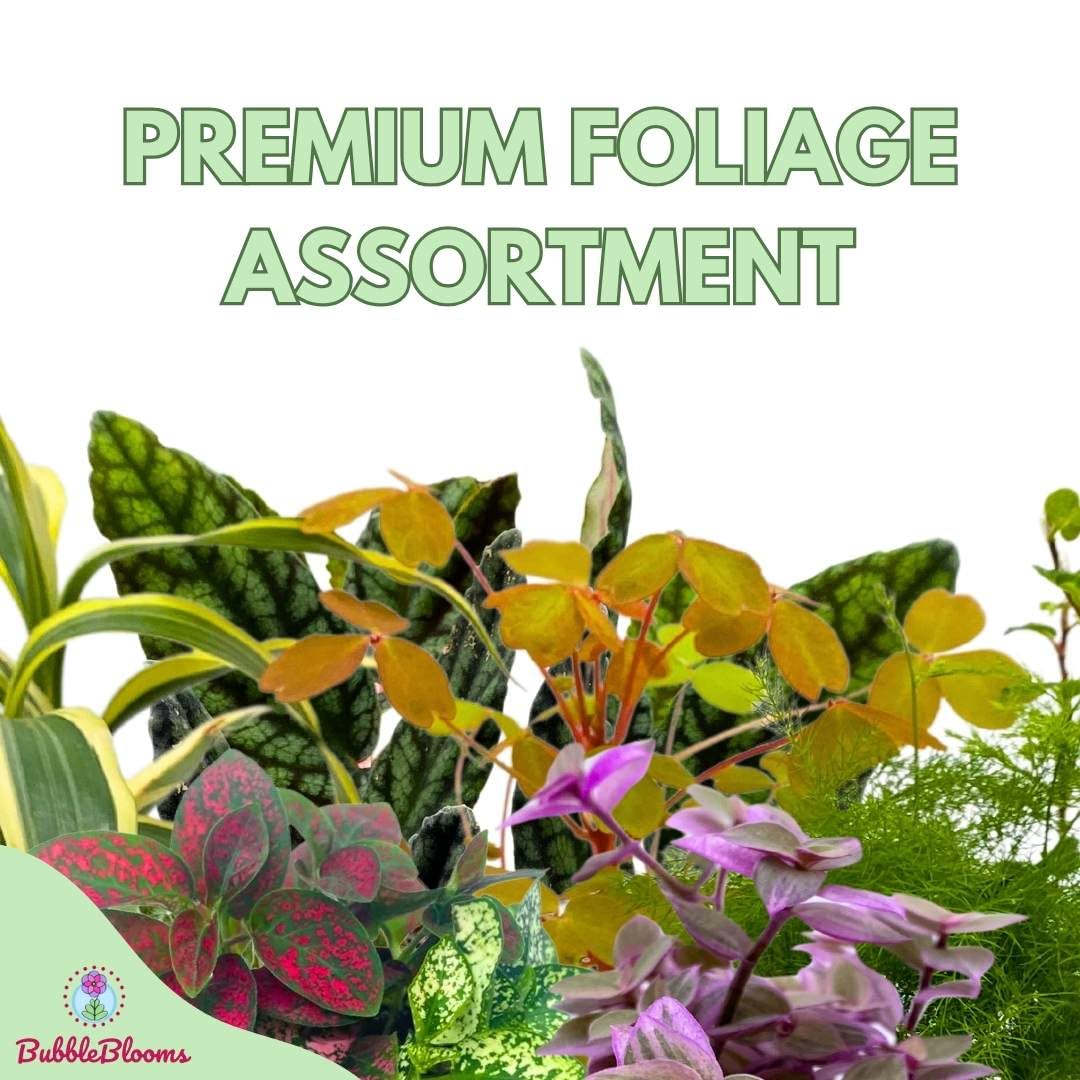 Premium Foliage Assortment, Fern set, NerveplantFern, Creeping saxifrage, succulent collection - Thumbnail 3