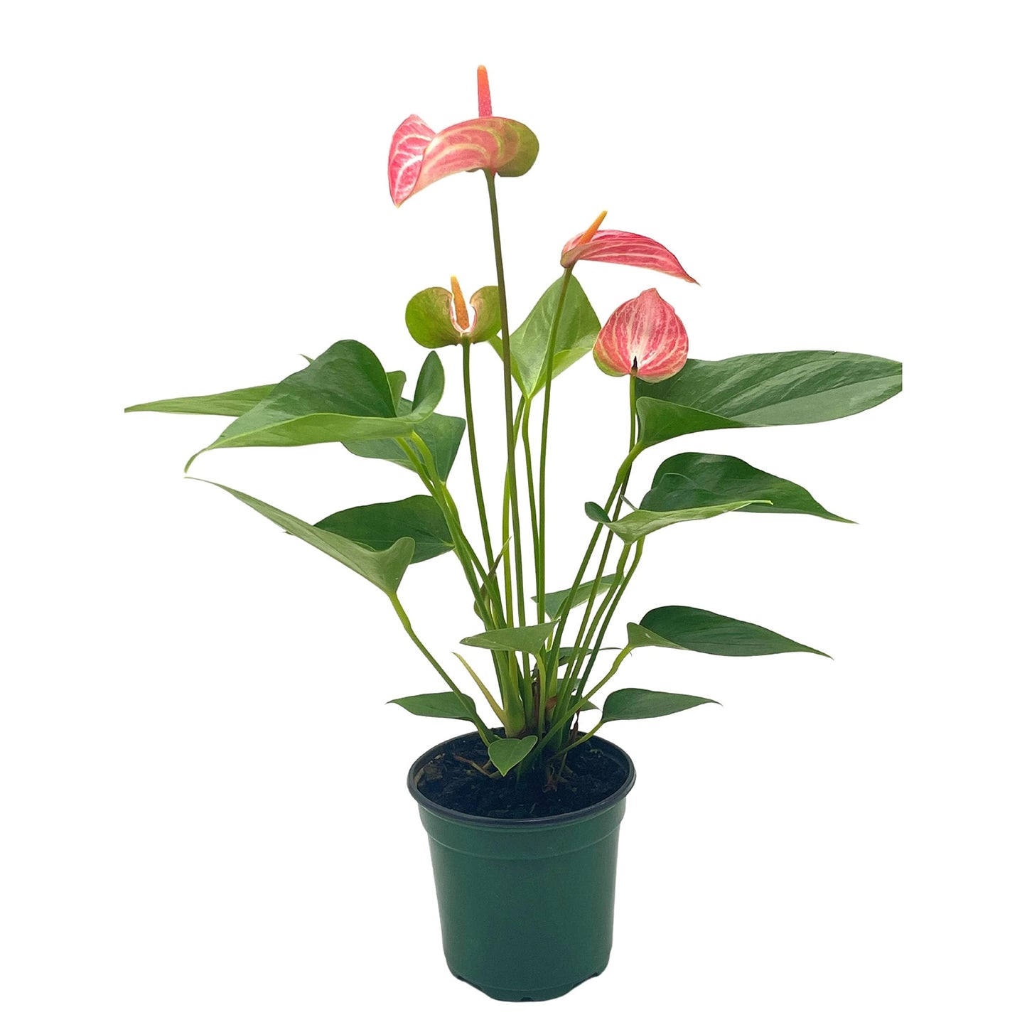 Anthurium Peppermint, 4 inch, Pink and White Sriped Variegated Flowers