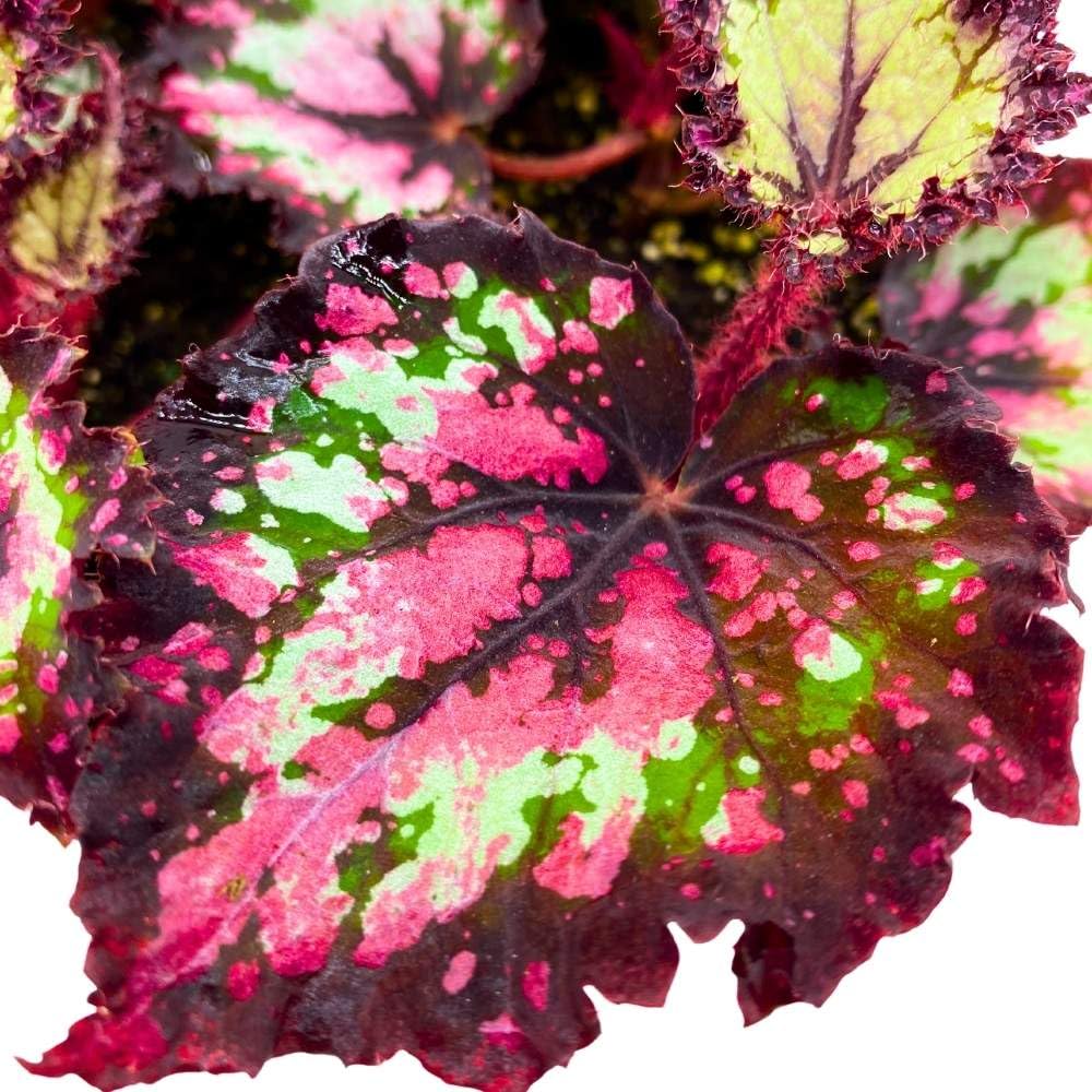 Harmony's Queen of Hearts 6 inch Begonia Rex Multicolored Ruffled Edges