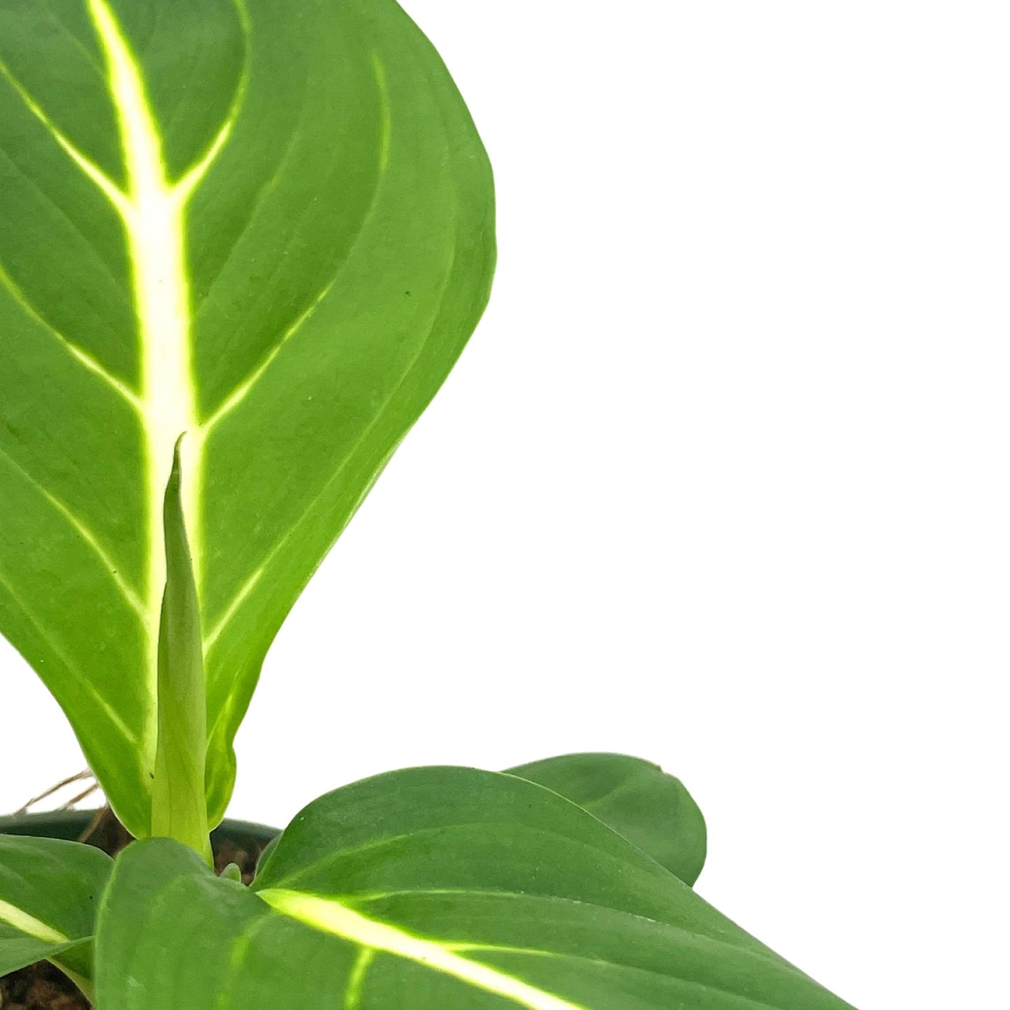 Dieffenbachia Green Magic, 4 inch, Striped Dumb Cane oerstedii