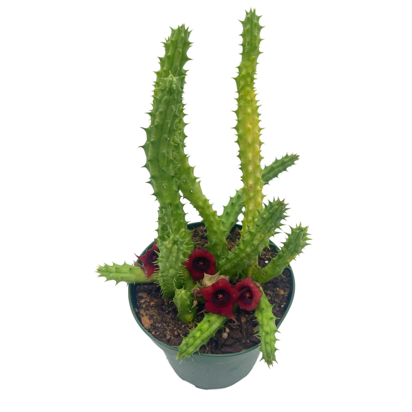 Huernia Red Dragon Stapelia Cactus/Huernia penzigii, in 4 inch Pot