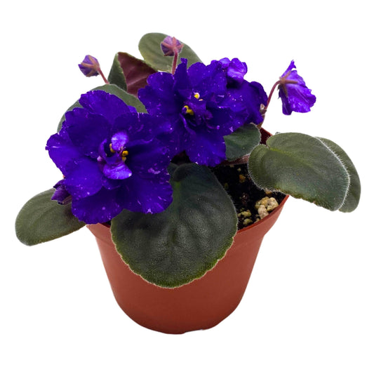 Harmony Foliage Sora Fuzzy Face African Violet Saintpaulia 4 inch