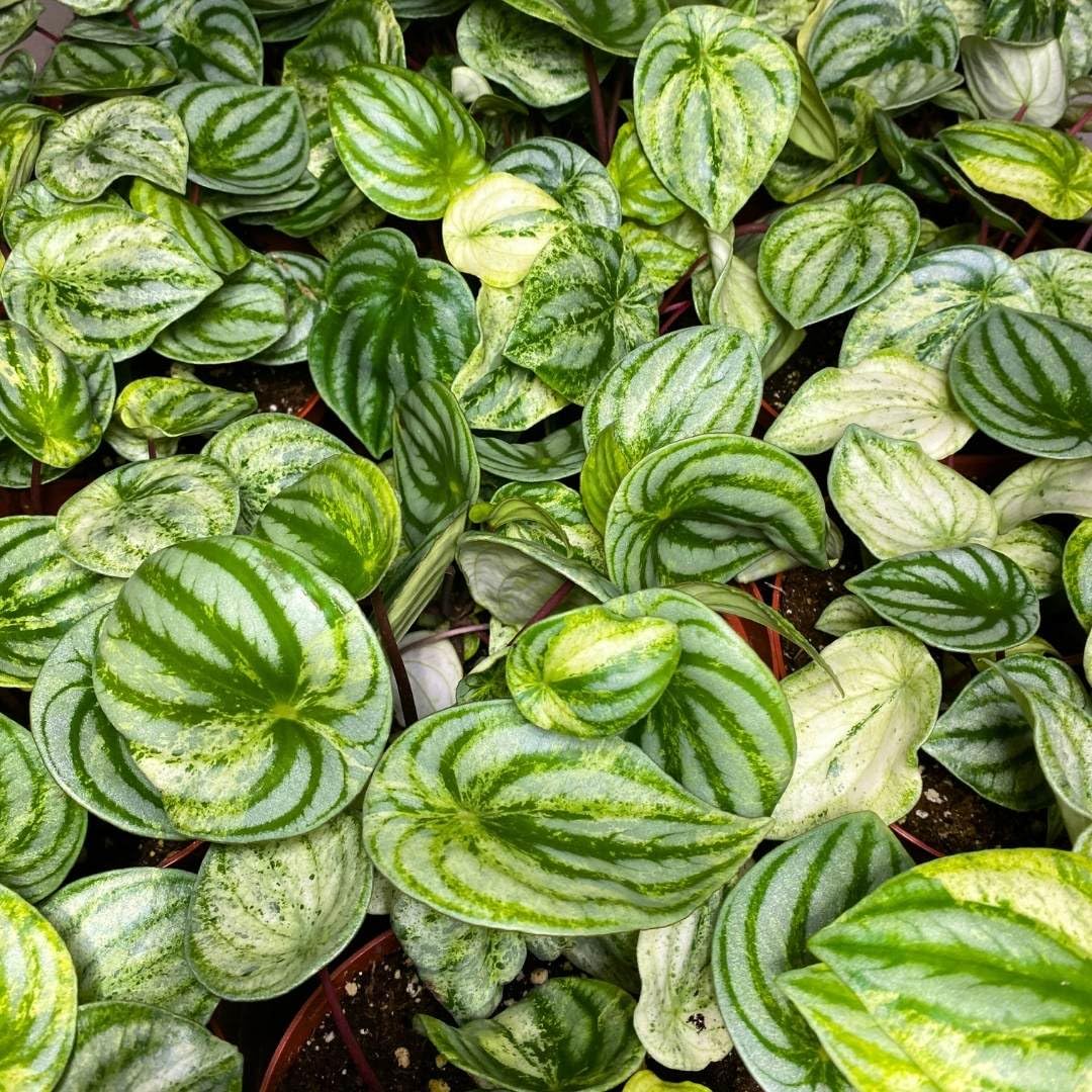 Harmony Foliage Harmony's Gold Dust Variegated Watermelon Peperomia in 4 inch pots 30-Pack Bulk Wholesale Plants