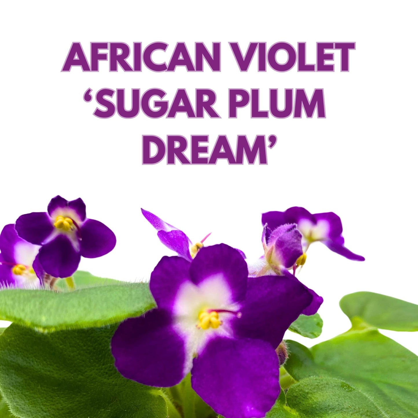 Harmony Foliage Sugar Plum Dream African Violet Saintpaulia 4 inch