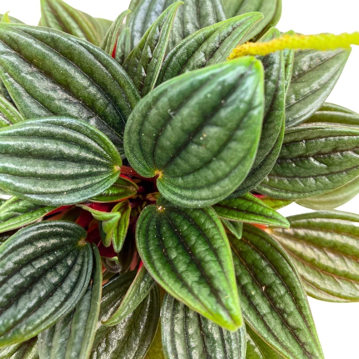 Peperomia Rosso, 4 inch, Radiator Plant Caperata