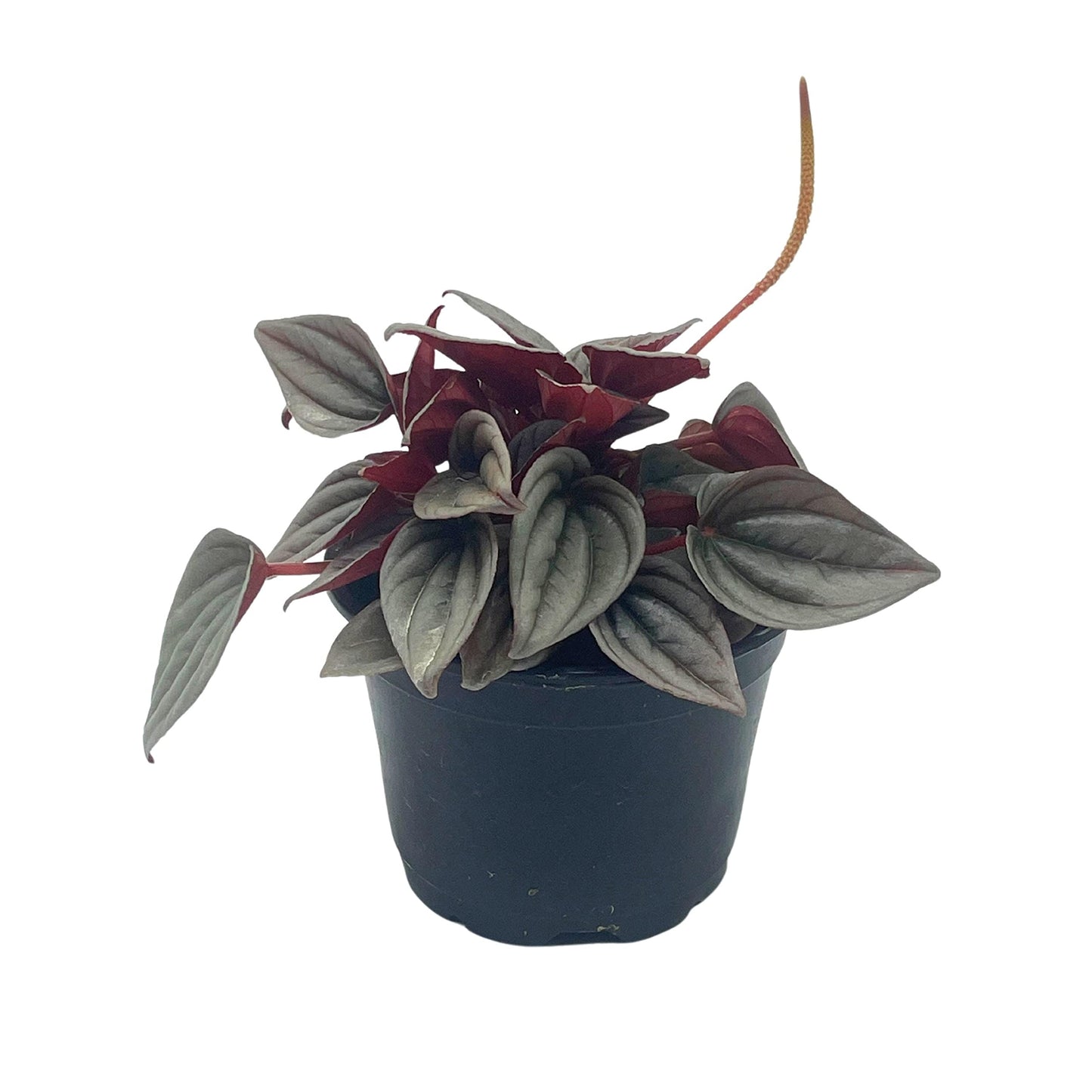 Peperomia Mendoza, 4 inch Rare Pep