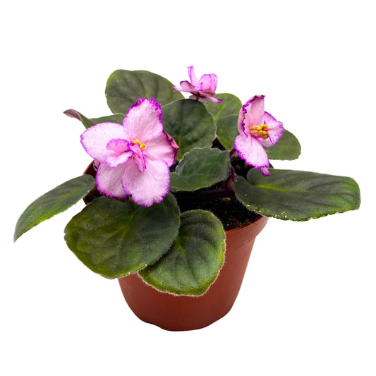 Harmony Foliage New Year's Eve African Violet Saintpaulia 4 inch