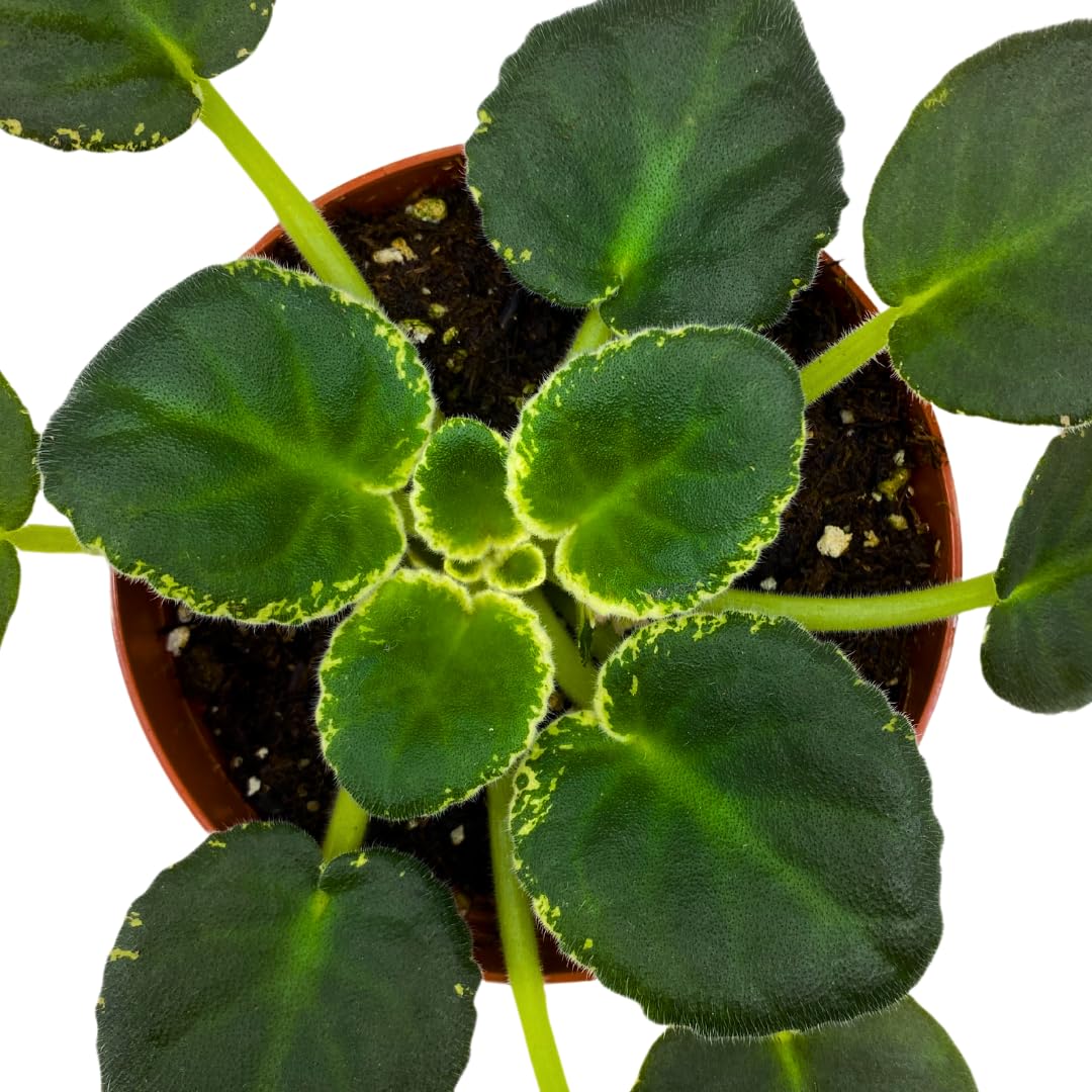 Harmony Foliage African Violet RS Ariel Variegated 4 inch White Blue Flower